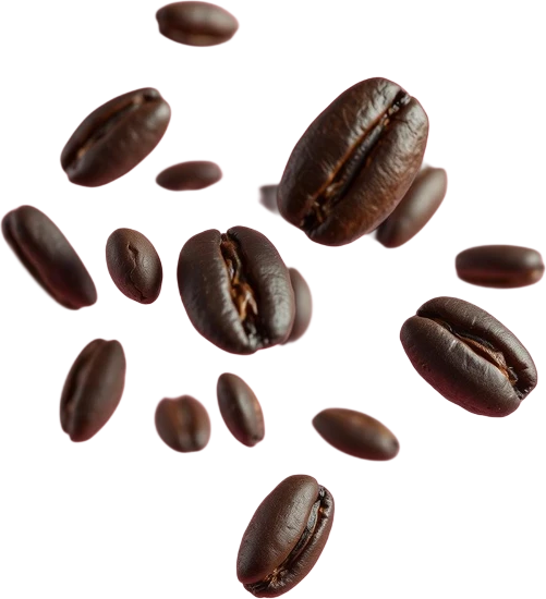 دان قهوه اکسلسا