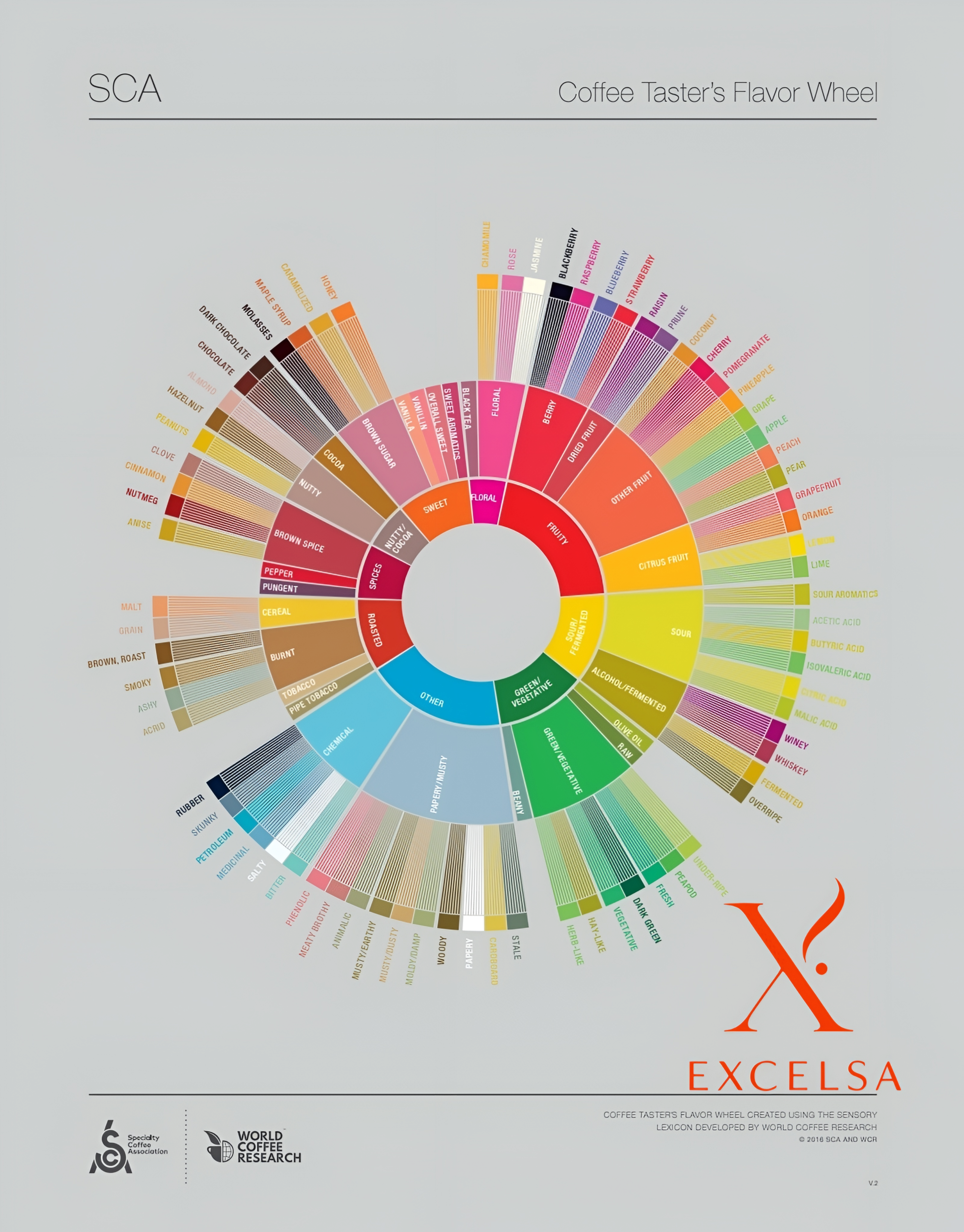 چرخه طعمی قهوه و تحلیل تخصصی با نمودار SCA