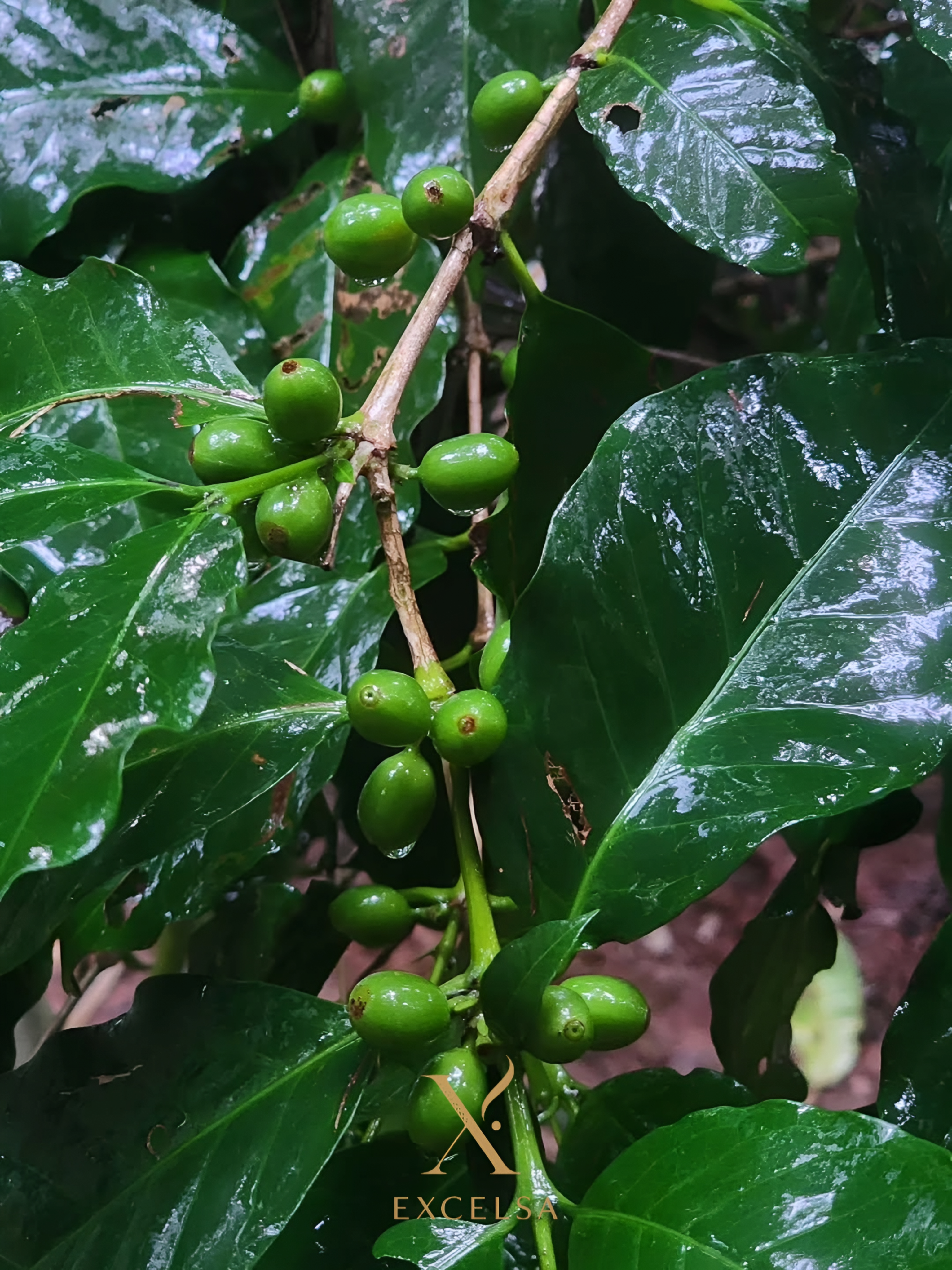 چرا اکسلسا؟